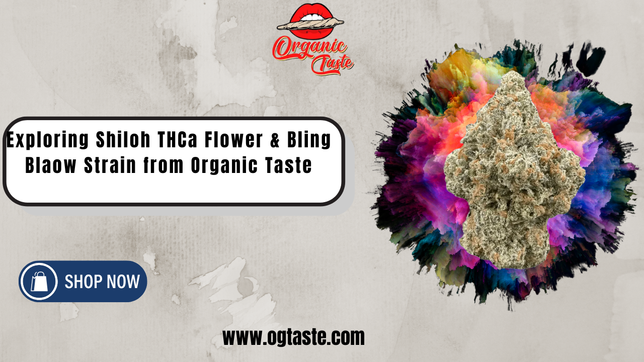 Exploring Shiloh THCa Flower & Bling Blaow Strain from Organic Taste